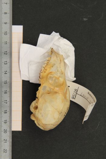 Media type: image;   Mammalogy 45128